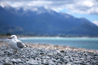 Seagull perching on beach against sky