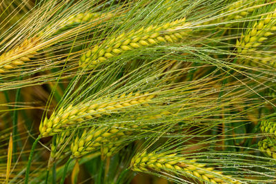 Close-up of wheat growing on field