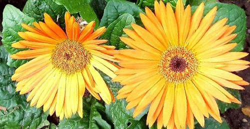 Close-up of yellow flower