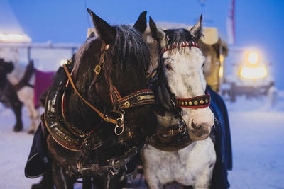 Horses standing in snow