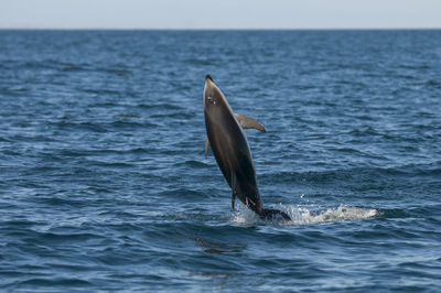 View of horse in sea