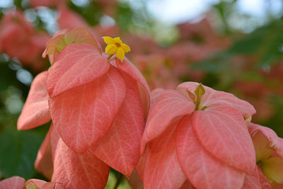 Close-up of pink flowering plant