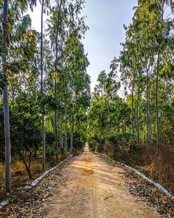 Empty road amidst trees in forest against sky