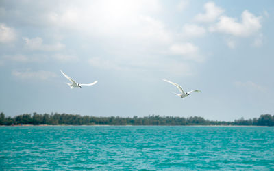 Seagulls flying over the sky
