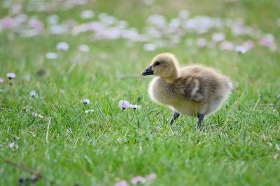 Goose on grassy field