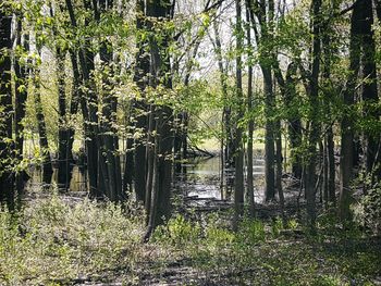 Trees growing in forest