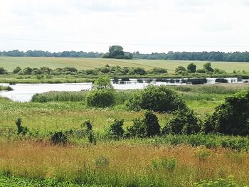 Scenic view of agricultural field against sky