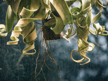 Close-up of plant