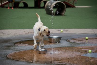 Dog drinking water