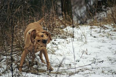 Dog on grass