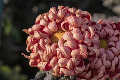 Close-up of pink dahlia flowers