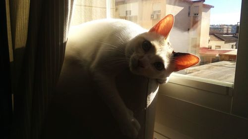 Close-up portrait of cat on window sill at home