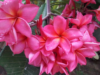 Close-up of wet pink flowers blooming outdoors