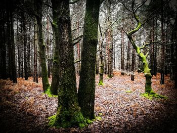 Full frame shot of trees in forest