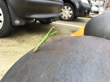 Close-up of insect on car