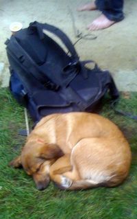 Dog sleeping on the ground