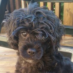 Close-up portrait of dog