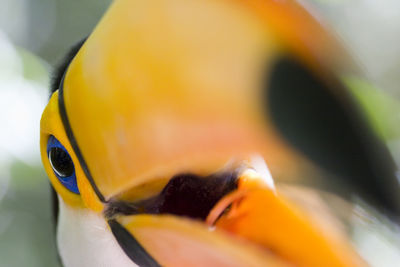 Close-up of a toco toucan - foz do iguacu - brazil