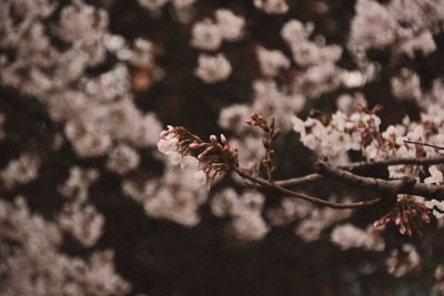 Close-up of cherry blossoms in spring