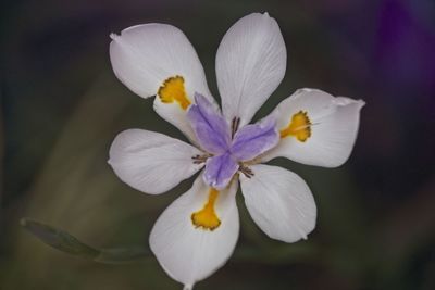 Close-up of white crocus flowers
