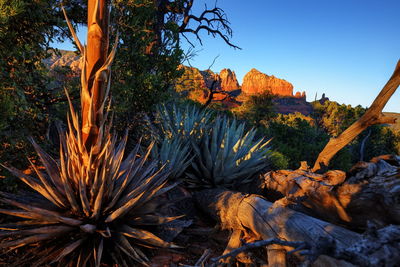 Plants on landscape against clear sky