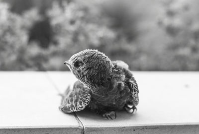 Close-up of bird perching on retaining wall