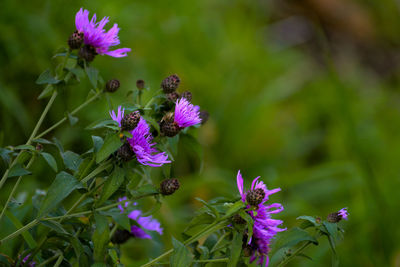 Close-up of insect on pink flowering plant