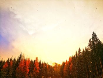 Trees in forest against sky during winter