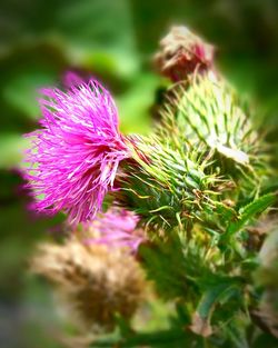 Close-up of pink flower