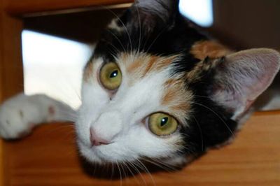 Close-up portrait of cat