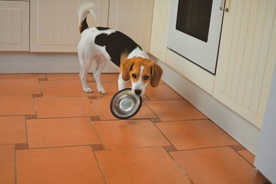 Beautiful beagle dog holding in teeth a bowl. hungry dog