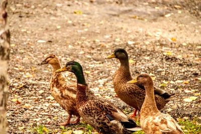 Ducks in a field