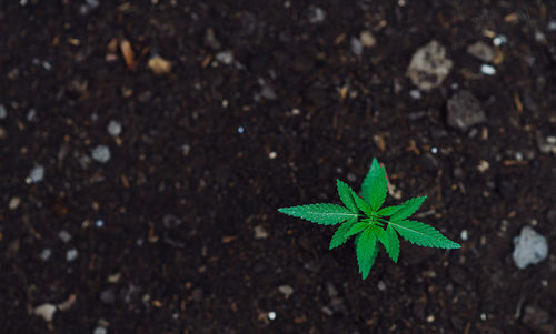 High angle view of plant on field