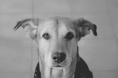 Close-up portrait of dog