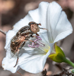 Close-up of insect on flower