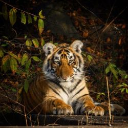 Portrait of a gorilla in forest