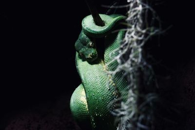 Close-up of lizard on black background