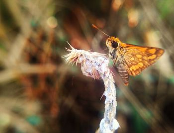 Close-up of insect