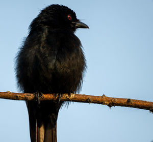 Low angle view of bird perching on branch