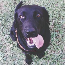 Close-up portrait of black dog