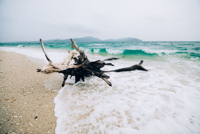 Driftwood on beach against sky