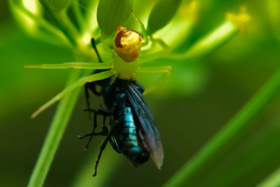 Close-up of insect on leaf