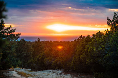 Scenic view of trees against sky during sunset