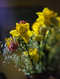 Close-up of yellow flowers
