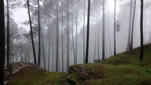 View of trees in forest during foggy weather