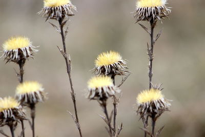 Close-up of wilted plant against blurred background