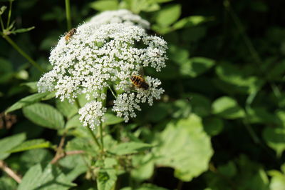 Close-up of white flowers