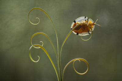 Tortoise beetle on leaf edge 