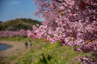 Close-up of pink cherry blossoms in spring