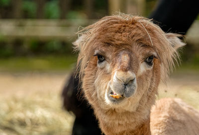 Close-up portrait of a alpaca 